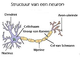 De Betekenis Van Neuronen