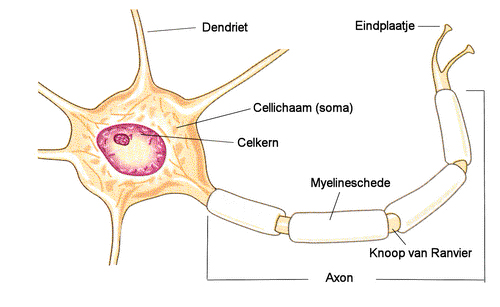 De Anatomie Van Een Neuron