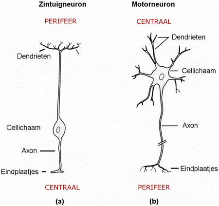 Sensorische Neuronen: Functie En Eigenschappen