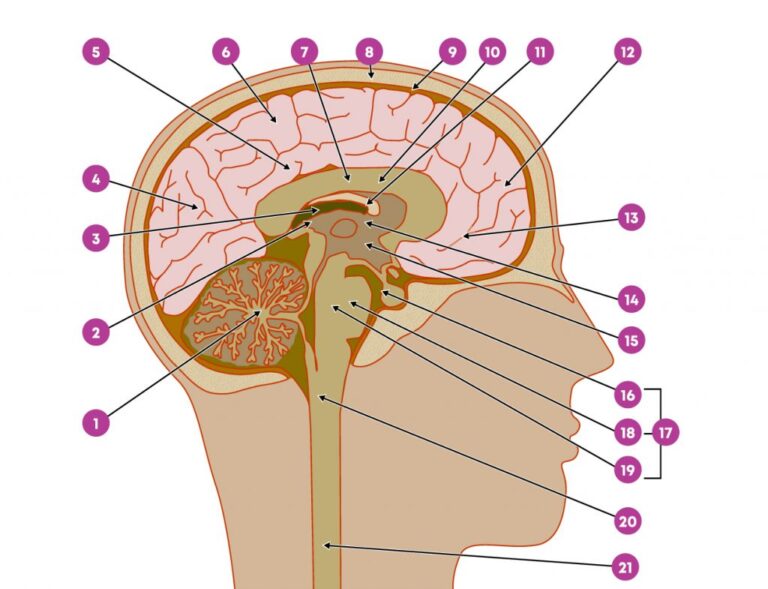 Het Belang Van Het Hippocampale Gebied In De Hersenen