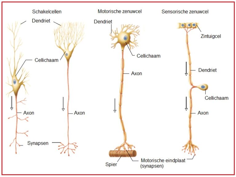 Wat Zijn Sensorische Neuronen?