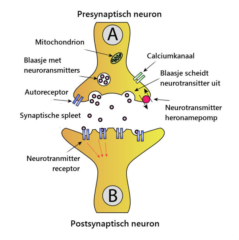 Synapsen: Communicatieknooppunten Van De Hersenen