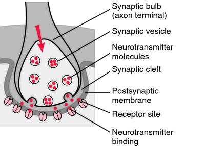 De Betekenis Van Dendrodendritische Synapsen