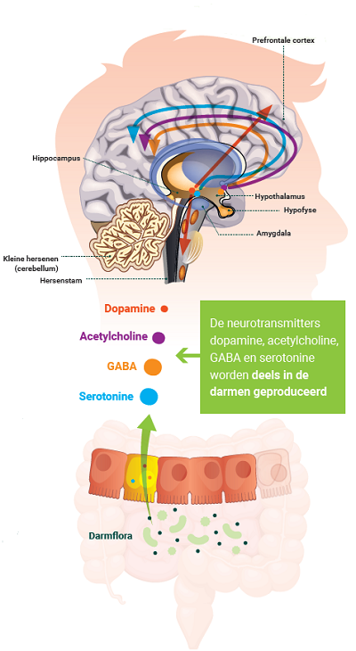 Het Belang Van Acetylcholine Als Neurotransmitter