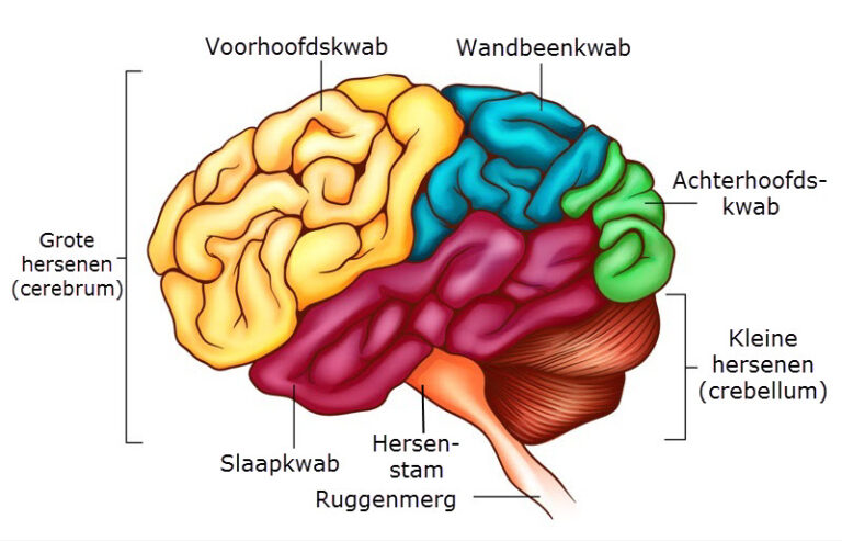 Functies En Rollen Van Verschillende Hersengebieden