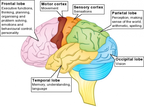 Het Belang Van Corticale Hersengebieden