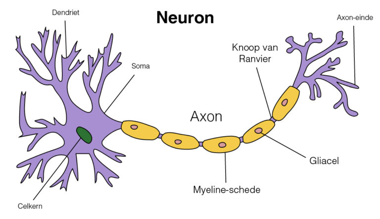Hoeveel Axonen Heeft Een Neuron?