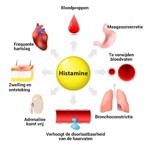 Histamine Neuronen En Hun Rol In Het Lichaam