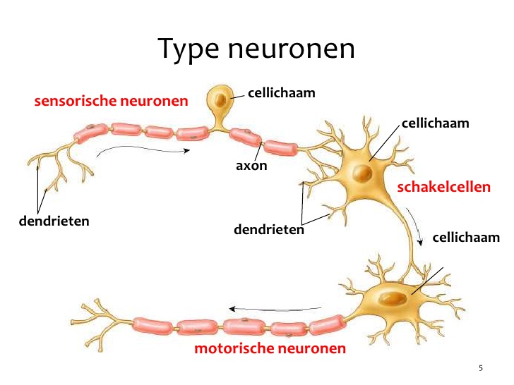 De Rol Van Sensorische Neuronen