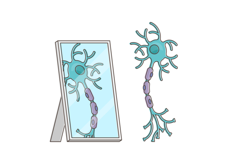 Spiegelneuronen En Hun Fascinerende Rol