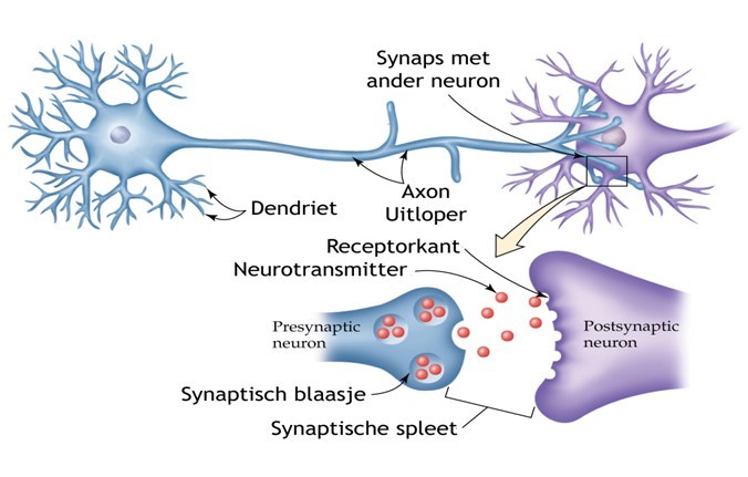 De Rol Van Dopamine In Synaptische Signaaloverdracht