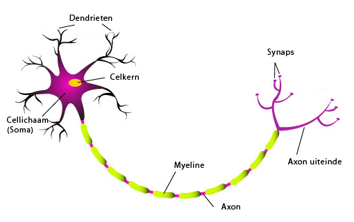 Hoeveel Synapsen Heeft Een Neuron?