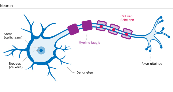Neuronen: De Bouwstenen Van De Hersenen