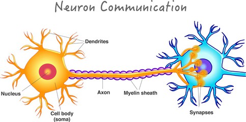 Activering Van Neuronen: Hoe Ze Werken