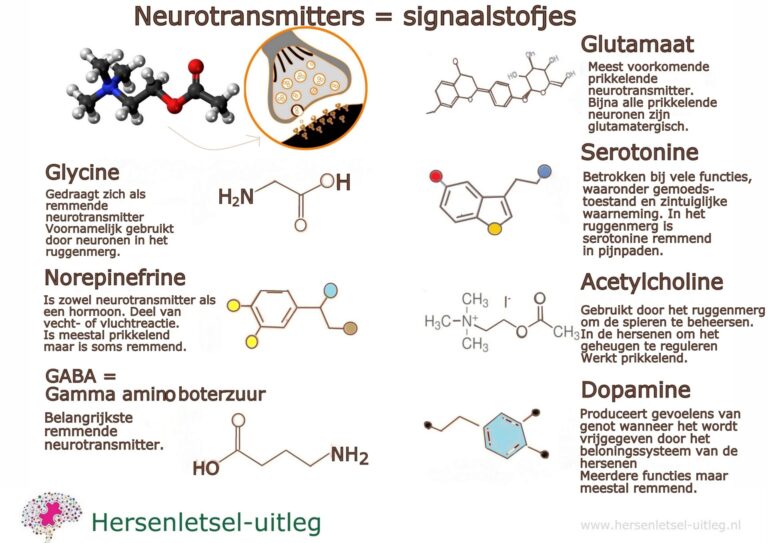 Exciterende Neurotransmitters En Hun Functie