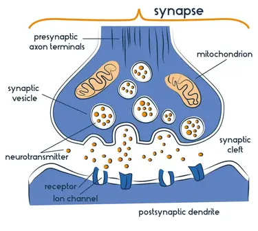 De Functie Van GABAerge Synapsen