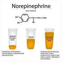 Is Noradrenaline Een Neurotransmitter?