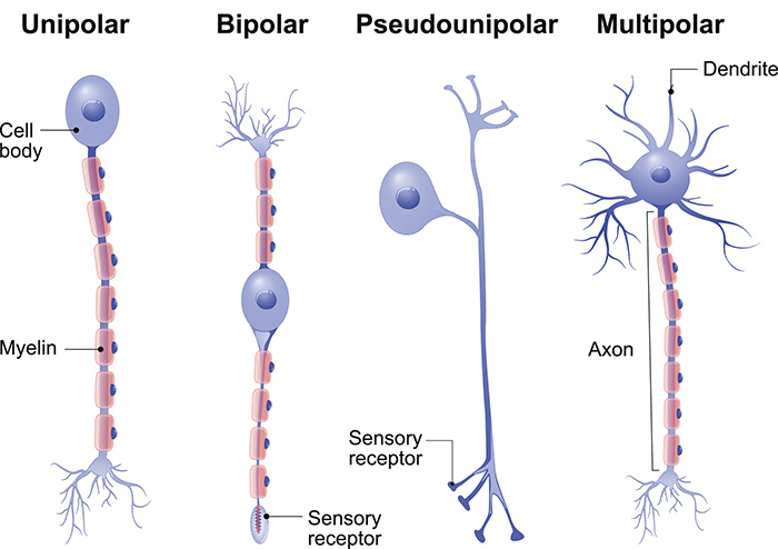Het Verkennen Van Verschillende Typen Neuronen
